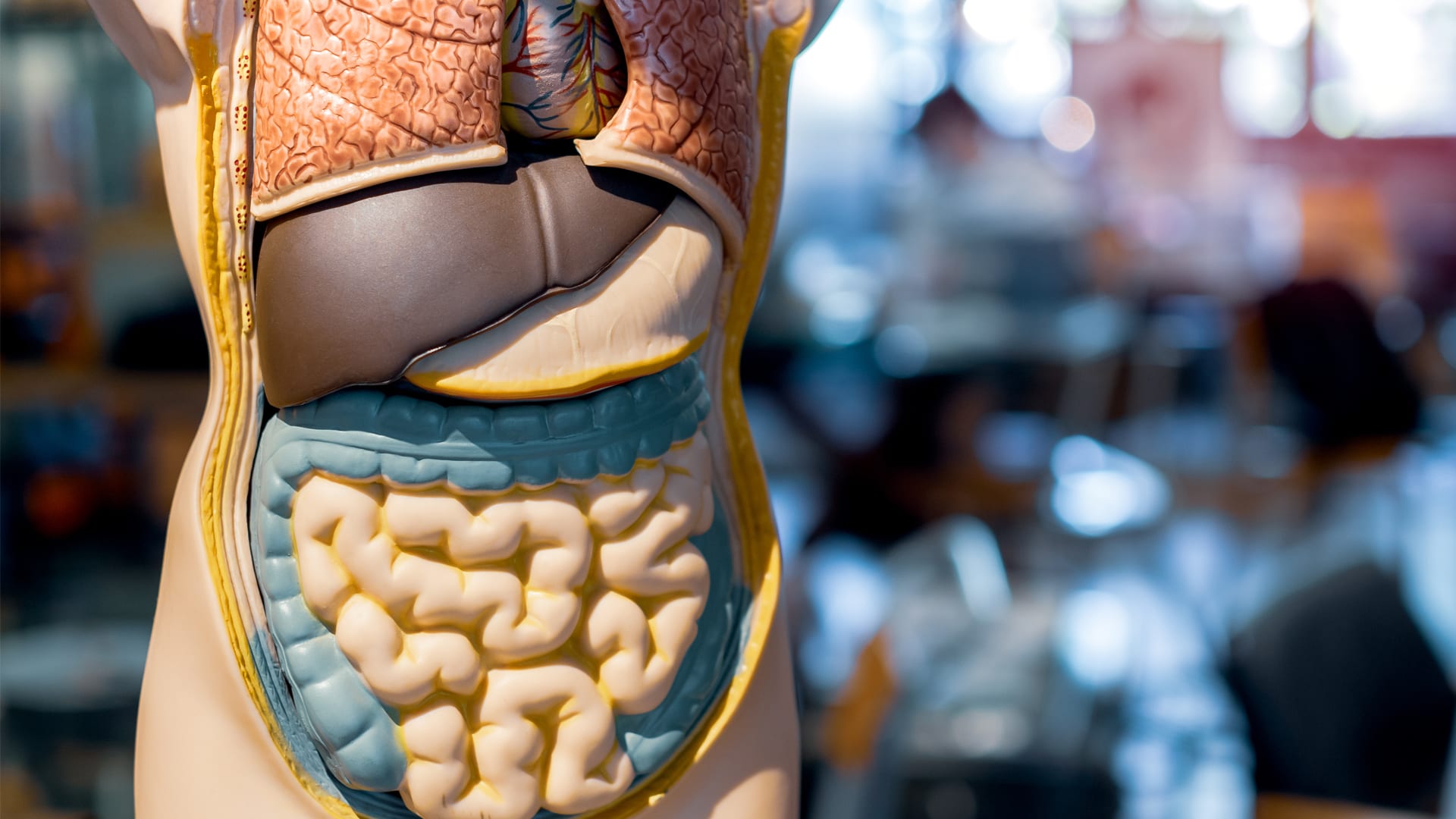 Анатомия человека внутренние органы