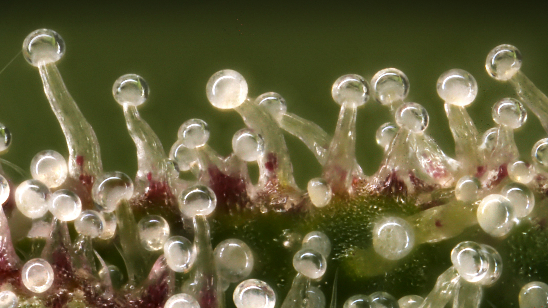 Cannabis trichomes: what are they?