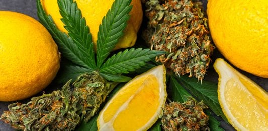 Understanding terpenes with Pure5 Extraction