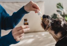 Is CBD the answer to anxiety in dogs?