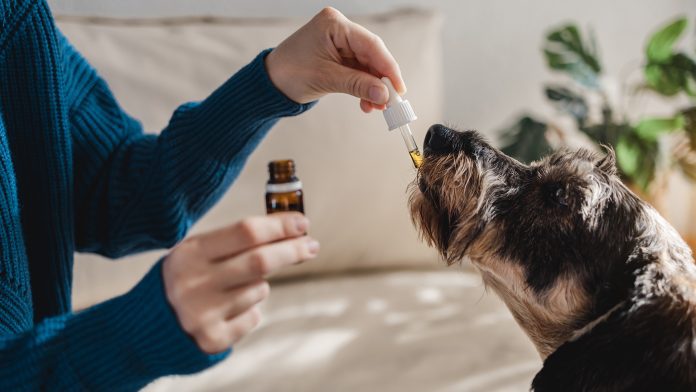 Is CBD the answer to anxiety in dogs?